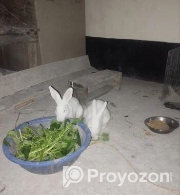 খরগোশ বিক্রি