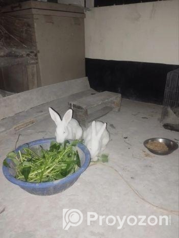 খরগোশ বিক্রি