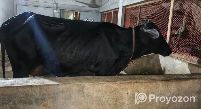গাভি গরু ফিরিজিয়ান
