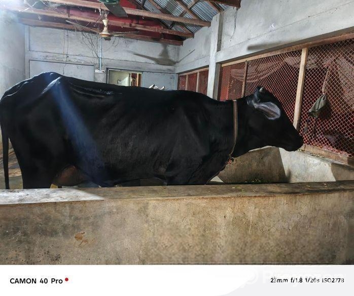 গাভি গরু ফিরিজিয়ান