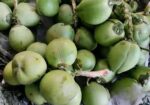 ডাব বিক্রয়