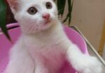Mixed Breed Female Cat