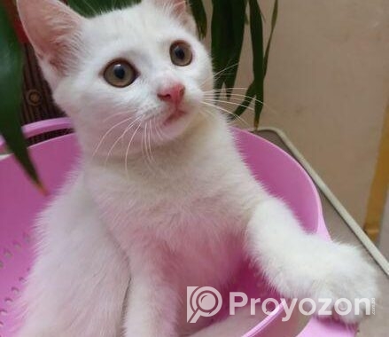 Mixed Breed Female Cat