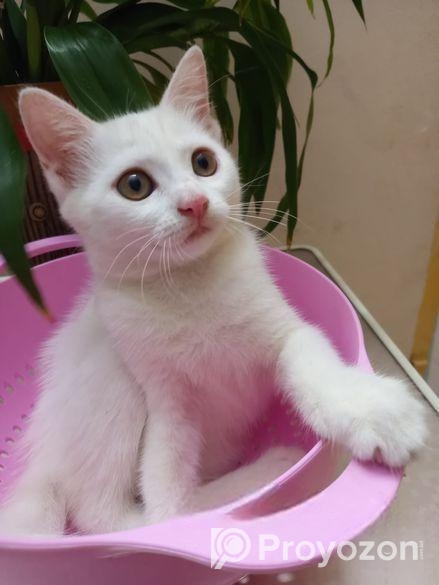 Mixed Breed Female Cat