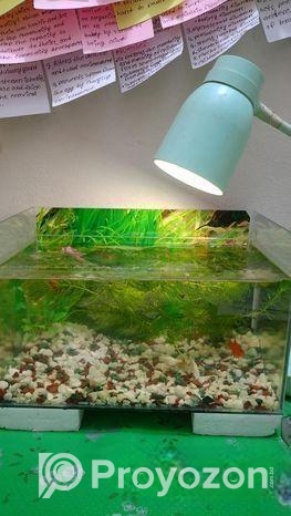 একুরিয়াম সেট আপটি বিক্রি হবে