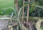 ড্রাগন চারা
