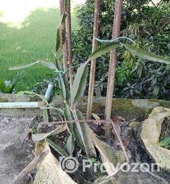 ড্রাগন চারা