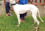 Sarail Hound