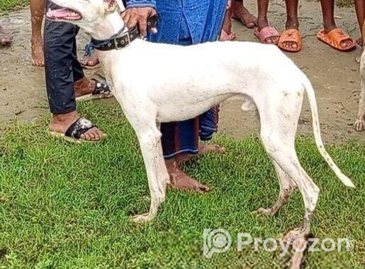 Sarail Hound