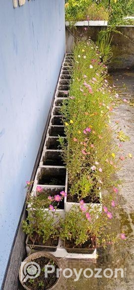 বিভিন্ন ধরনের বাহারি গাছ আছে