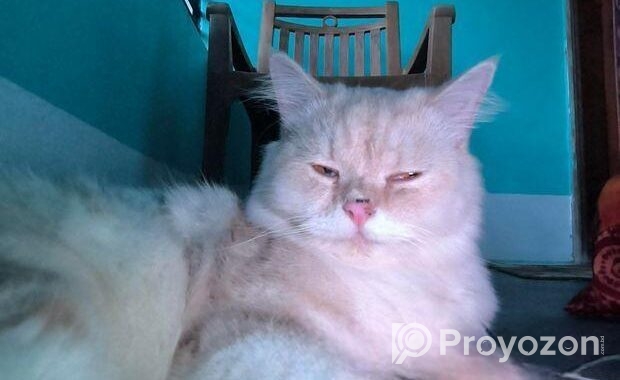 Persian Cat