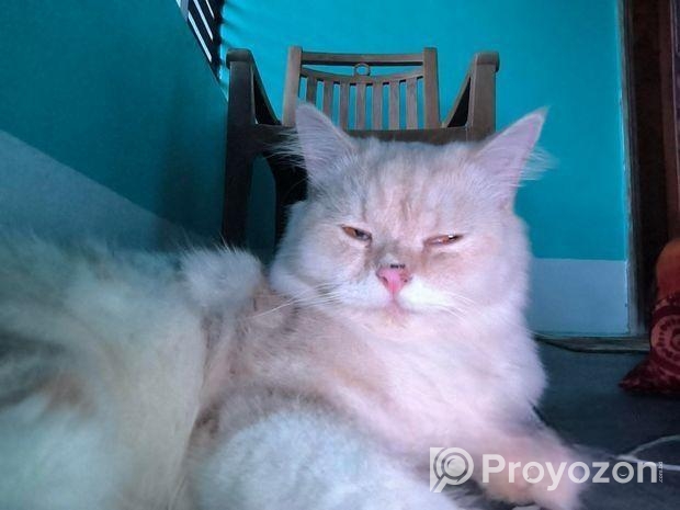 Persian Cat