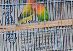 Male bird for sell