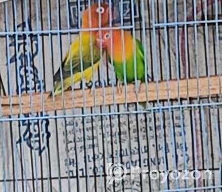 Male bird for sell