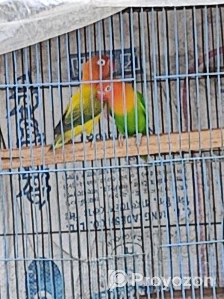 Male bird for sell
