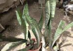 snake plant