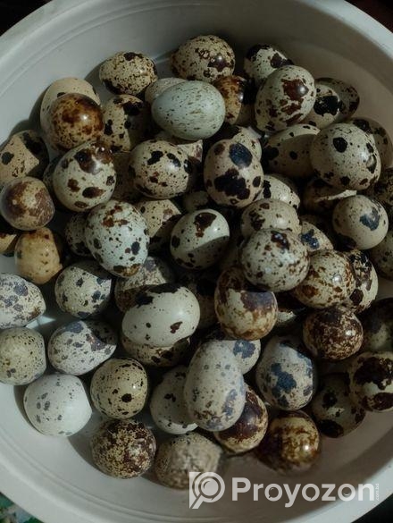 কোয়েল পাখির ডিম বিক্রি