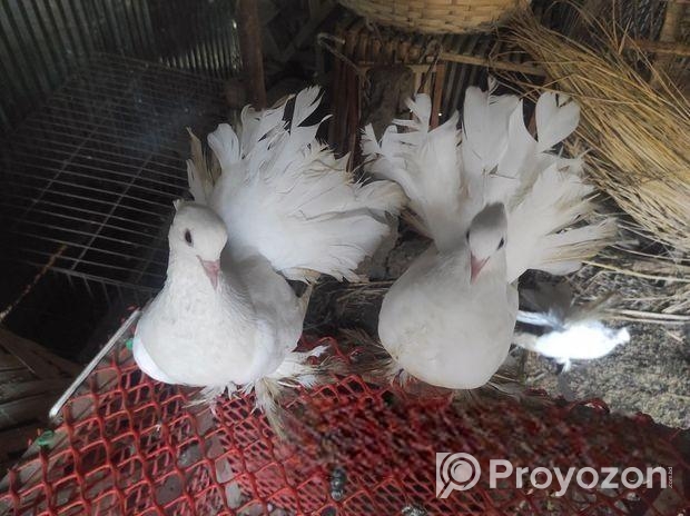 রানিং লক্ষা কবুতর বিক্রি।