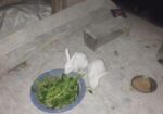 খরগোশ বিক্রি