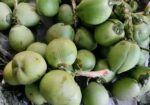 ডাব বিক্রয়