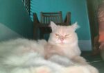 Persian Cat