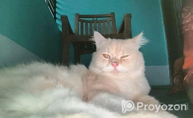 Persian Cat