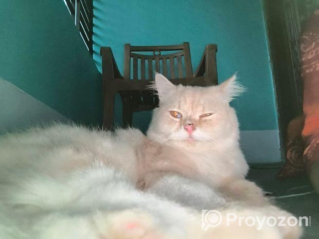 Persian Cat