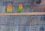 Male bird for sell