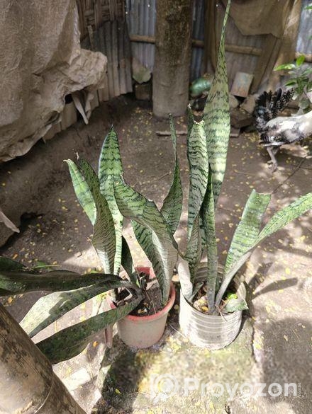 snake plant