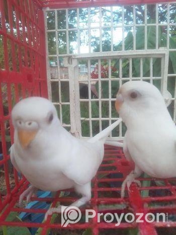 বাজিগর পাখি