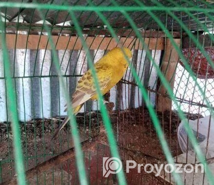 বাজিগর পাখি