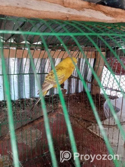 বাজিগর পাখি