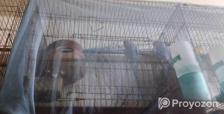 Budgerigar Pakhi with Khacha (বাজিগর পাখি খাঁচা সহ )