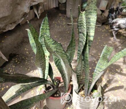 snake plant