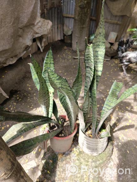 snake plant