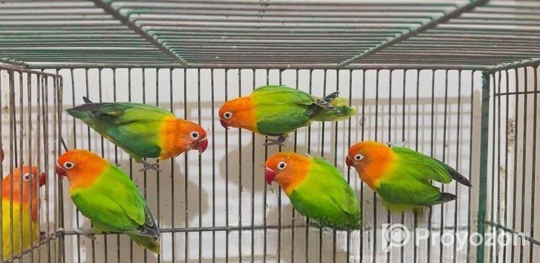 Male bird for sell