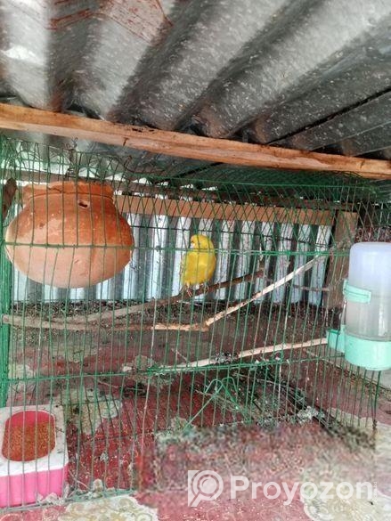 বাজিগর পাখি