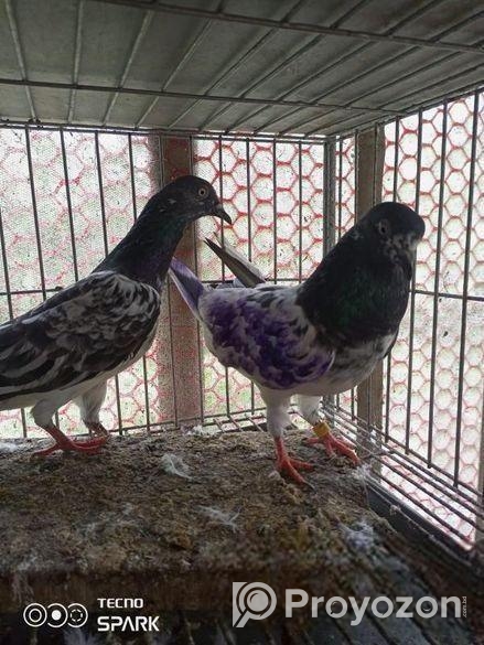 কবুতর বিক্রি