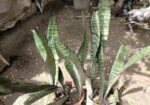 snake plant