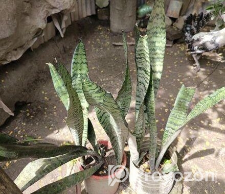 snake plant