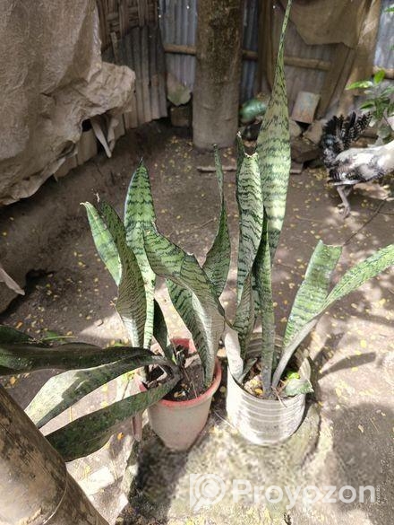 snake plant