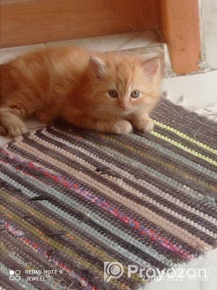 Top Quality Grijel Baby