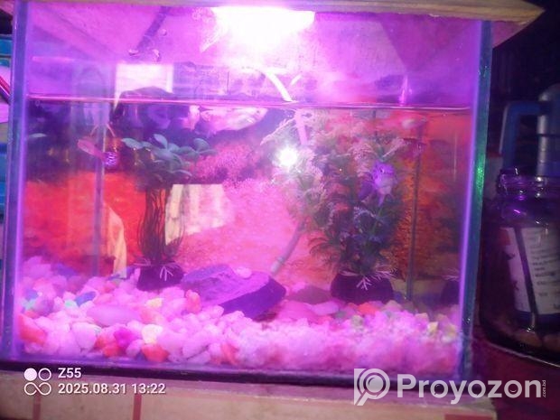 একুরিয়াম বিক্রি হবে ( ইমার্জেন্সি)