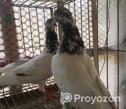 কবুতর বিক্রি