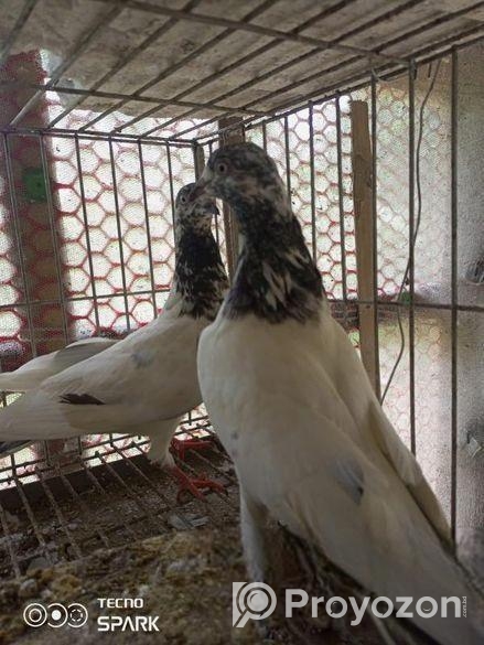 কবুতর বিক্রি