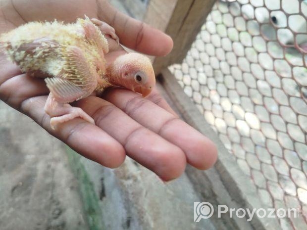 লাভ বার্ড পাখি