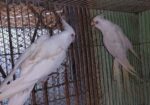 Running pakhi hatbodol hobe.cocateil, love bird, jp bajriger