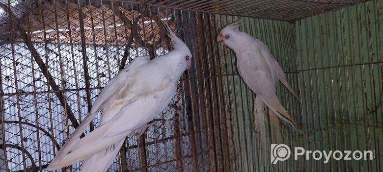 Running pakhi hatbodol hobe.cocateil, love bird, jp bajriger
