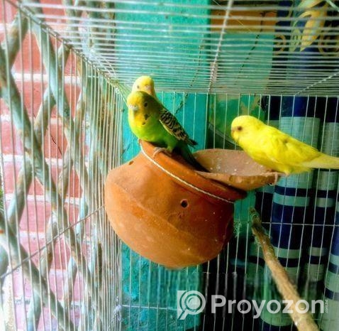 বাজিগর পাখি