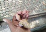 লাভ বার্ড পাখি